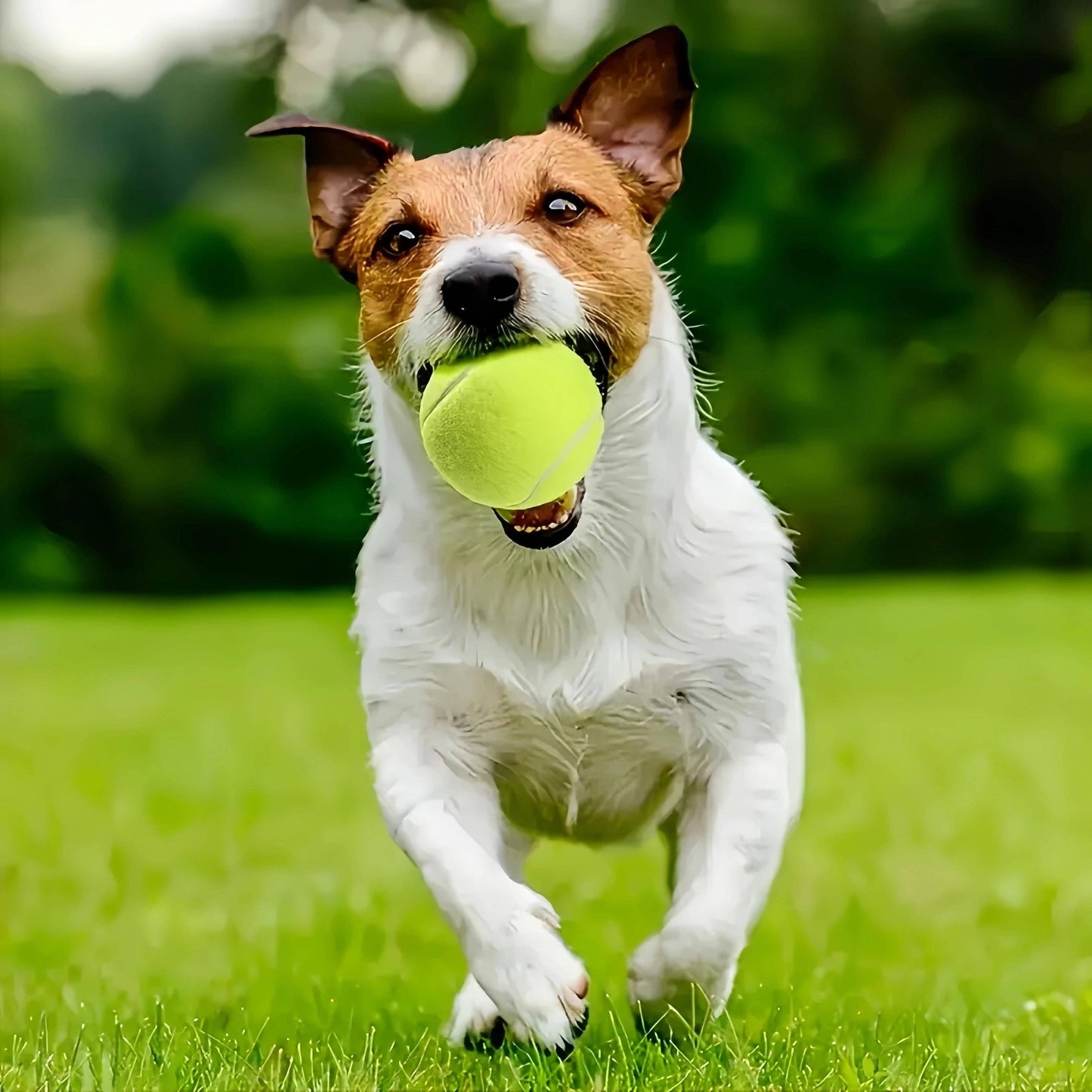 4pcs Interactive Dog Tennis Balls