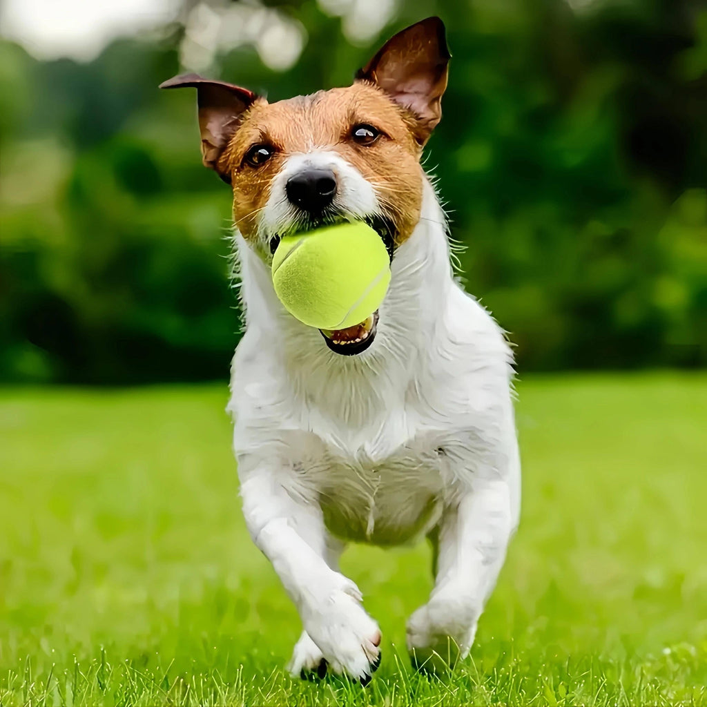 4pcs Interactive Dog Tennis Balls